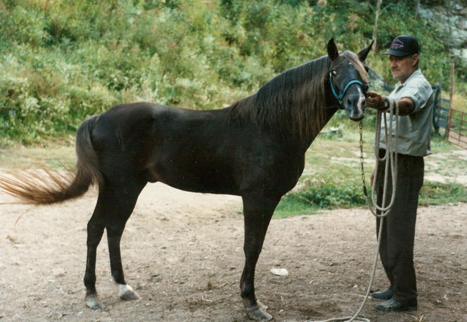 Sam Clemon's Tim Rocky Mountain Horse