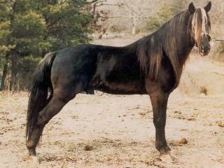 Johnson's Toby, Rocky Mountain Horse