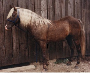 Sewell's Sam, Rocky Mountain Horse