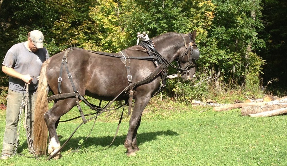 Maple Squirrel's Legacy Son, a Rocky Mountain Horse Stallion logging in Wisconsin